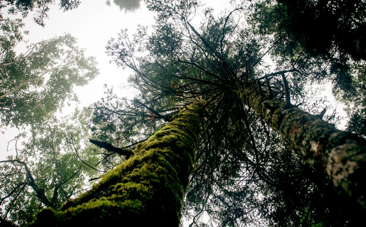 SikhoteAlin Nature Reserve