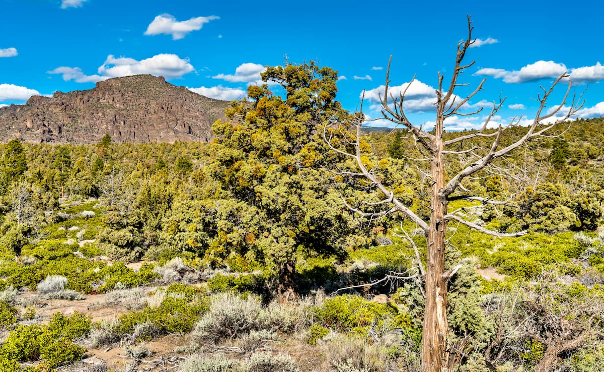 Klamath National Forest. Siskiyou Mountains