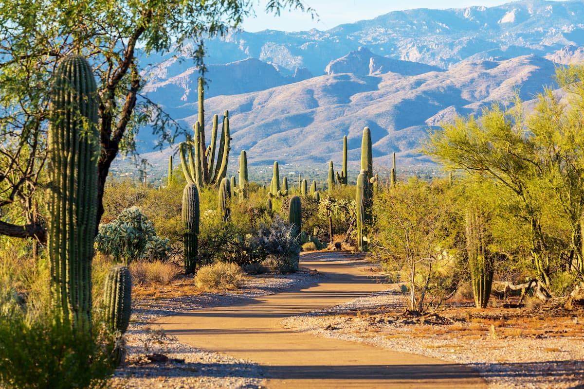 Saguaro National Park