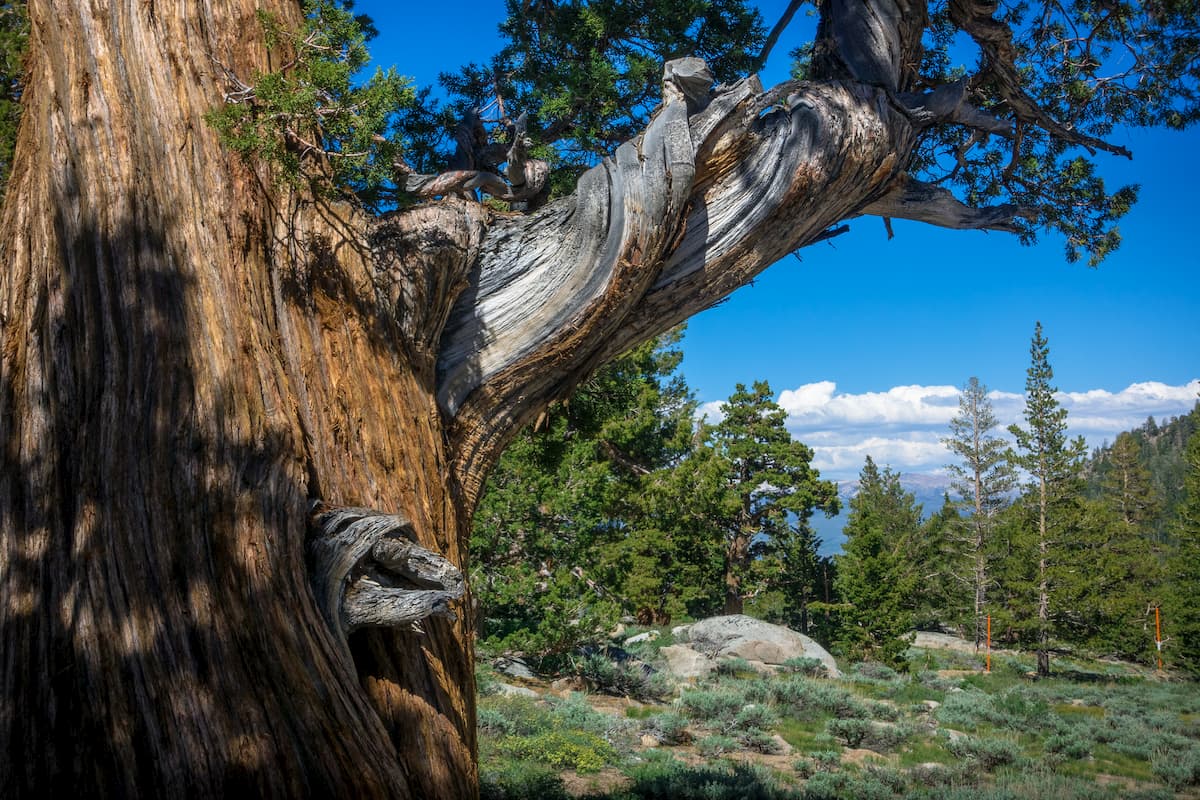 Pine Tree. Stanislaus National Forest