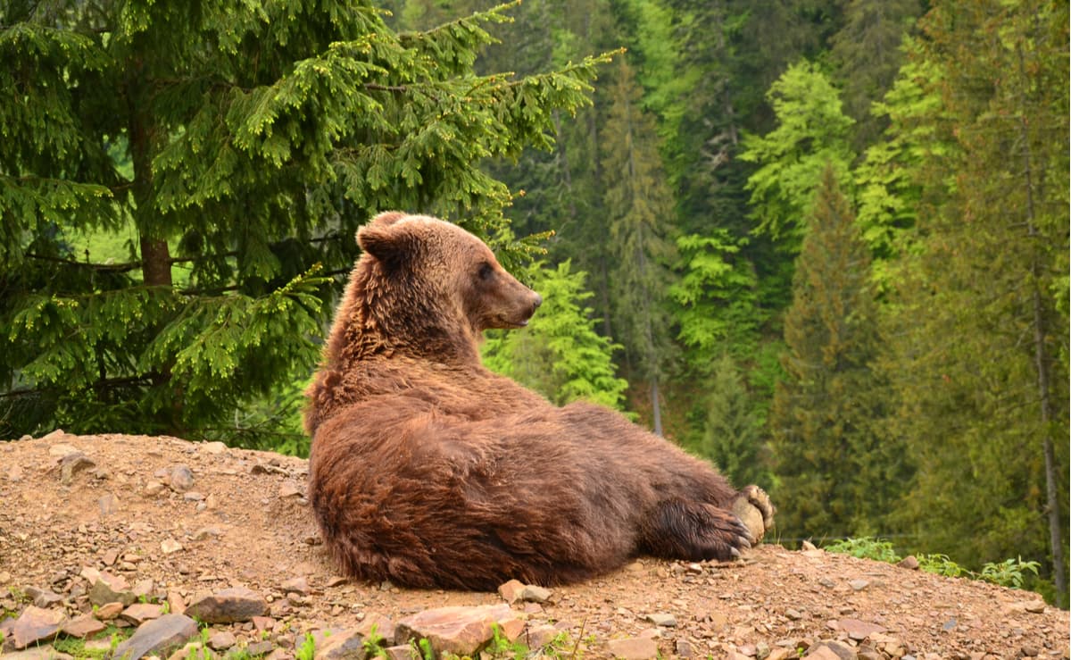 Beautiful bear in the center of rehabilitation of a brown bear, Ukraine, Synevyrskaya Polyana