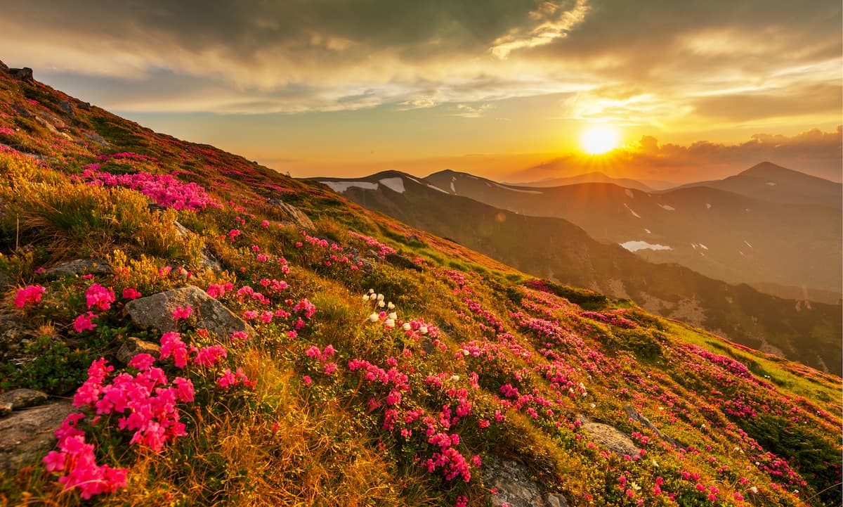 Flowering of Carpathian rhododendron. Mountains Hoverla