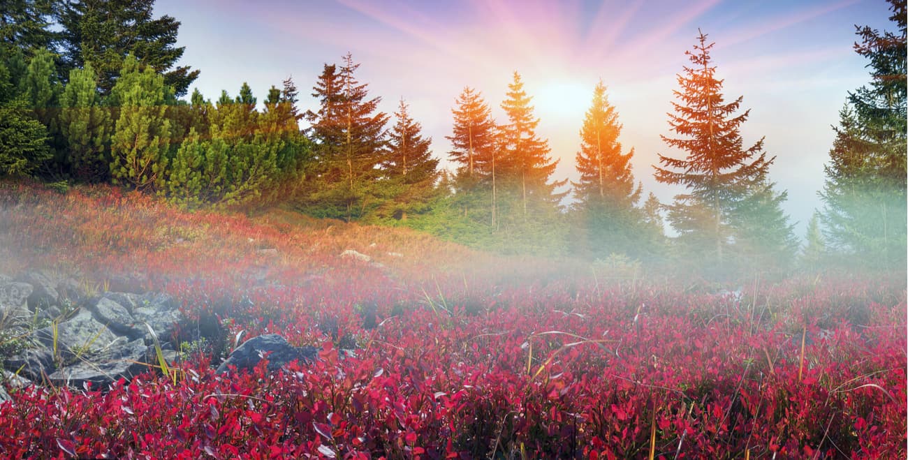 Beautiful forest in autumn. National Nature Park Synevyr