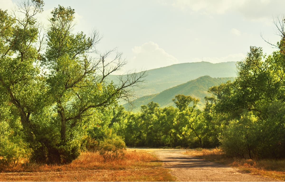 View of the forest in the vicinity of the city of Mtskheta