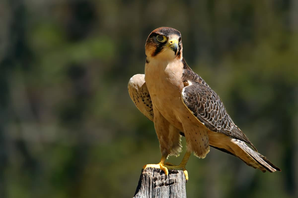 peregrine falcon 