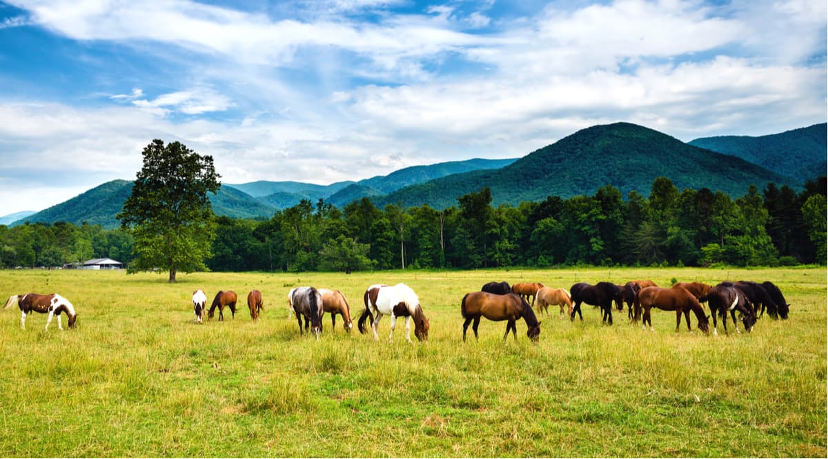 Tennessee at Cades Cove