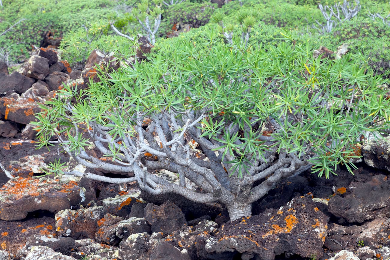 Euphorbia balsamifera,  Timanfaya-National-Park