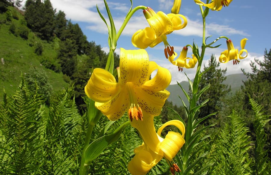 Flora. Tlyaratinsky State Nature Reserve