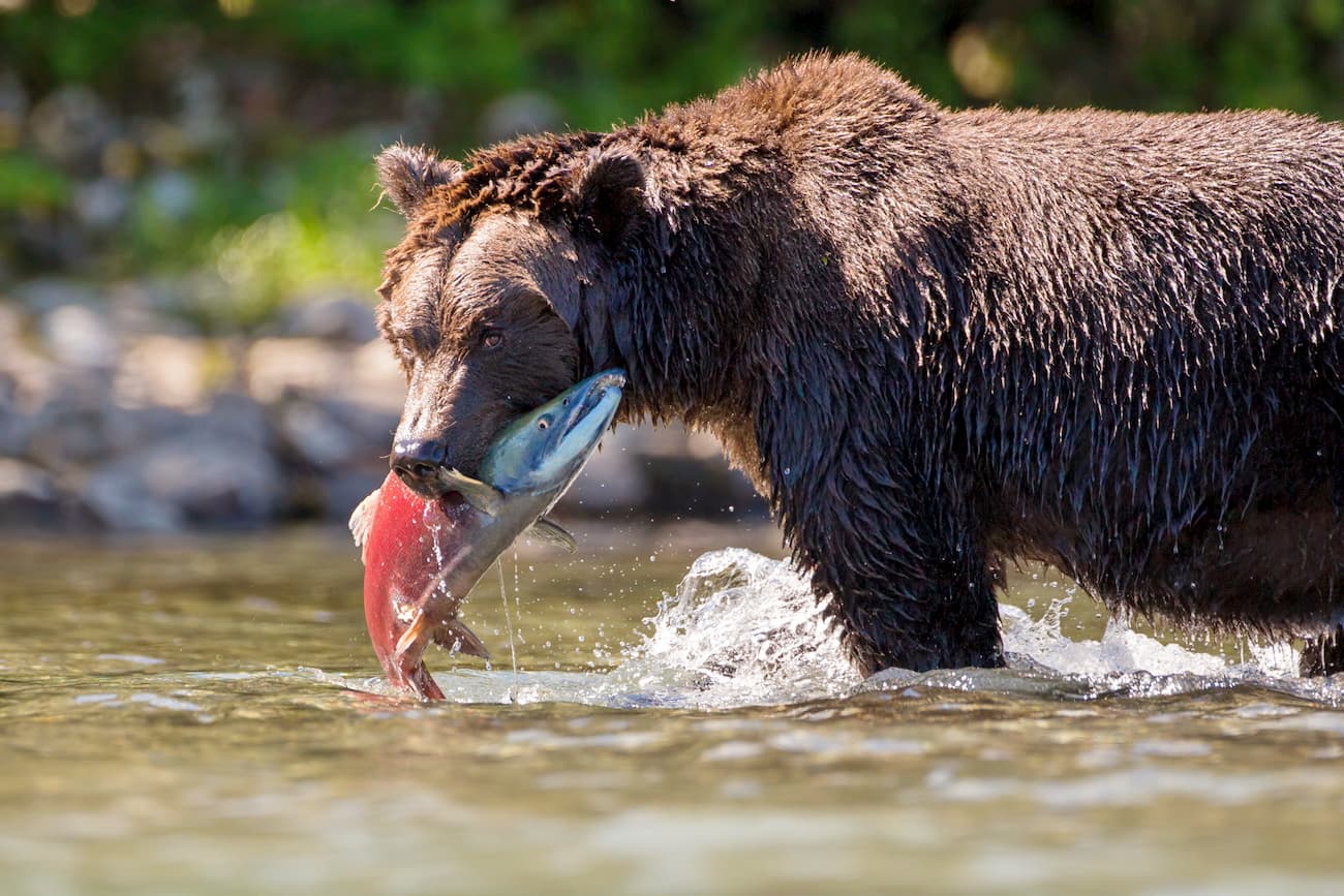 Salmon Lake. Tongass National Forest