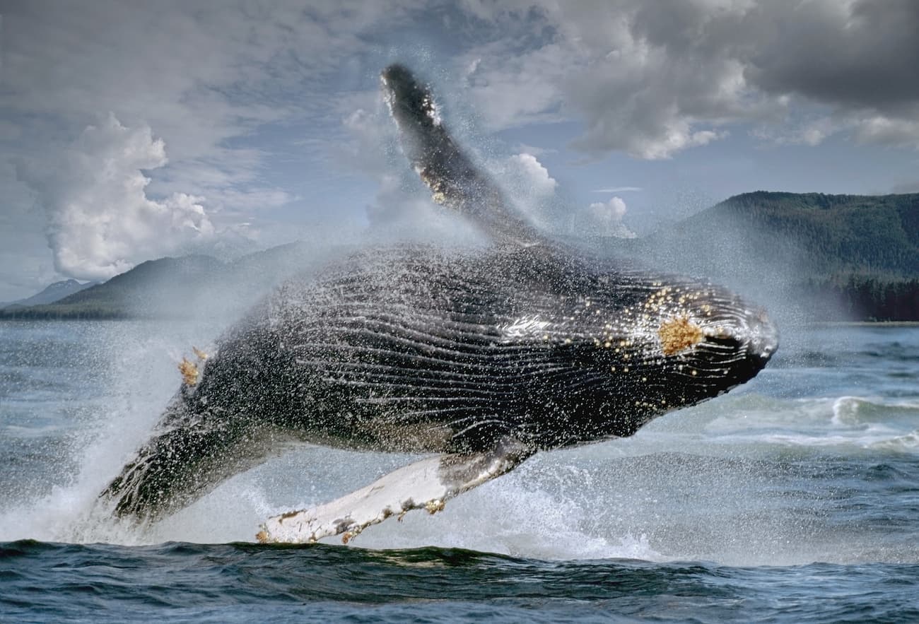 Humpback whales. Tongass National Forest