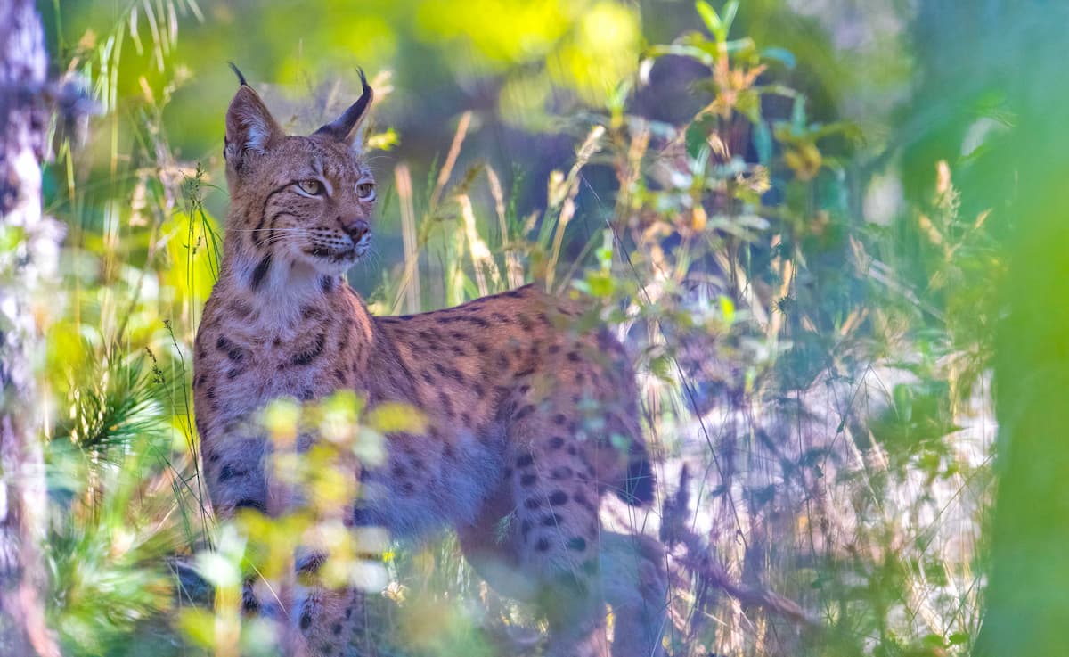 Eurasian lynx, Turkey