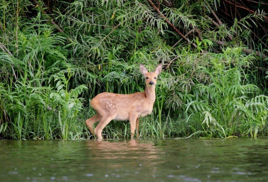 Roes in Udege Legend National Park
