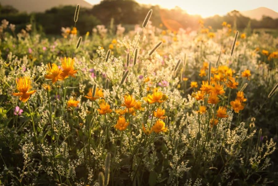 Flora in Udege Legend National Park 