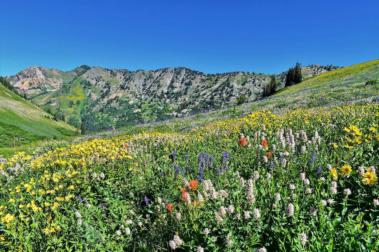 Ashley National Forest. Uinta Mountains