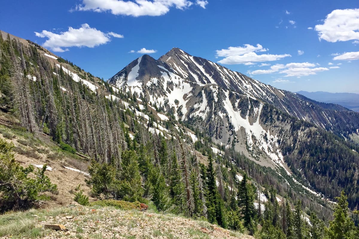 se permiten perros en el bosque nacional uinta wasatch cache