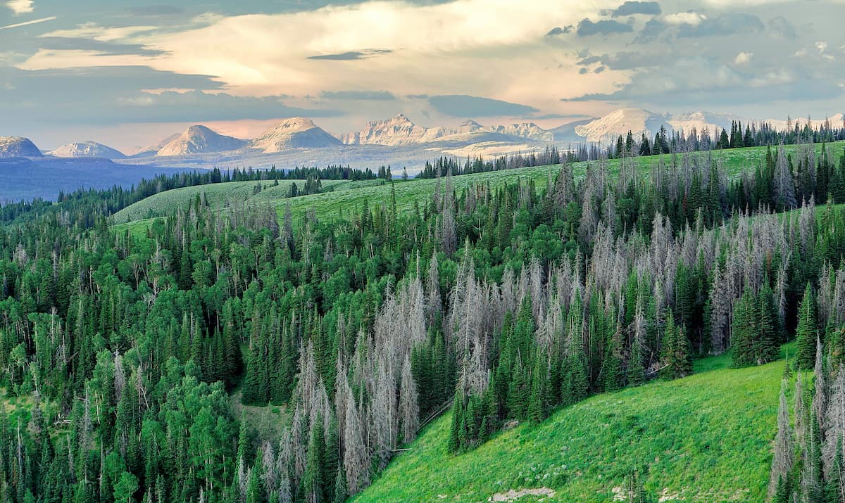 Se Permiten Perros En El Bosque Nacional Uinta Wasatch Cache