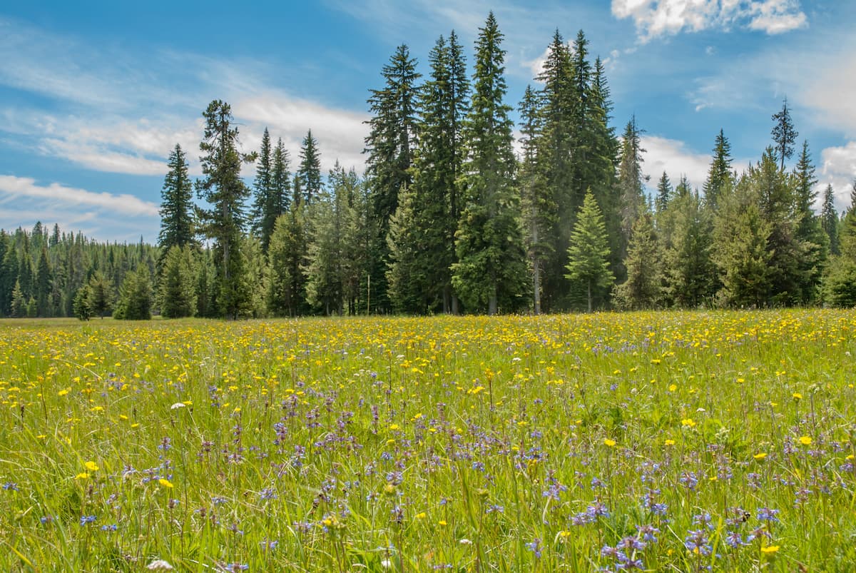 Lush meadow, Umatilla National Forest