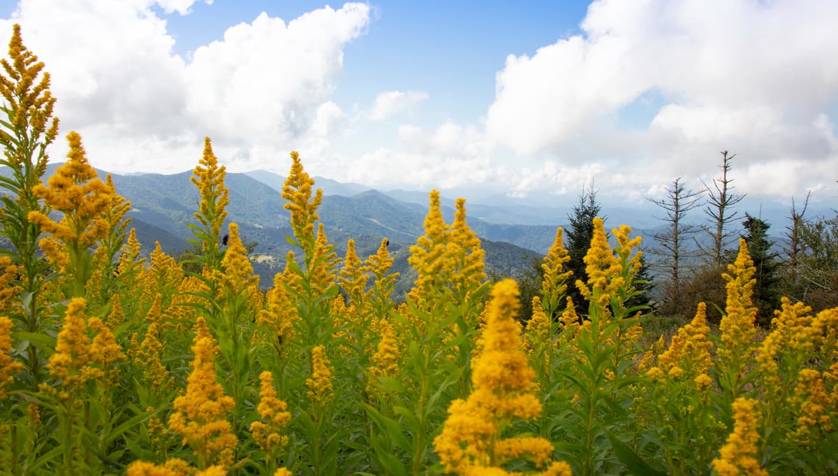 Unaka Mountains. Round Bald in the Roan Highlands of North Carolina