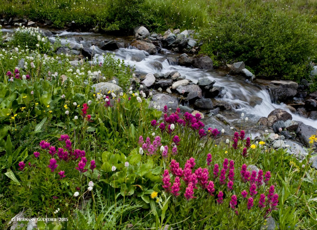 San Juan Wildflowers. Uncompahgre Wilderness