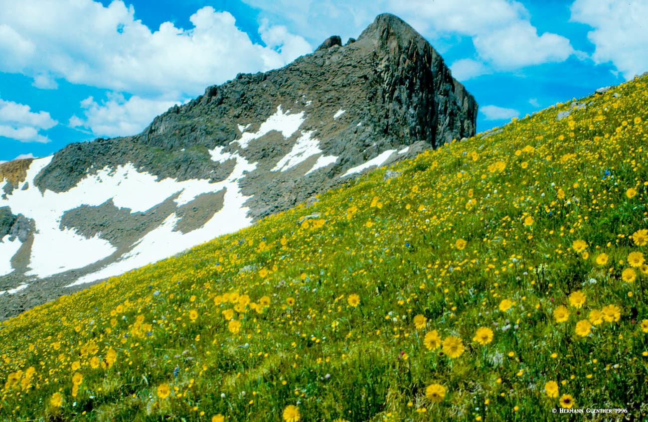 Wetterhorn Peak and Mountain Wildflowers