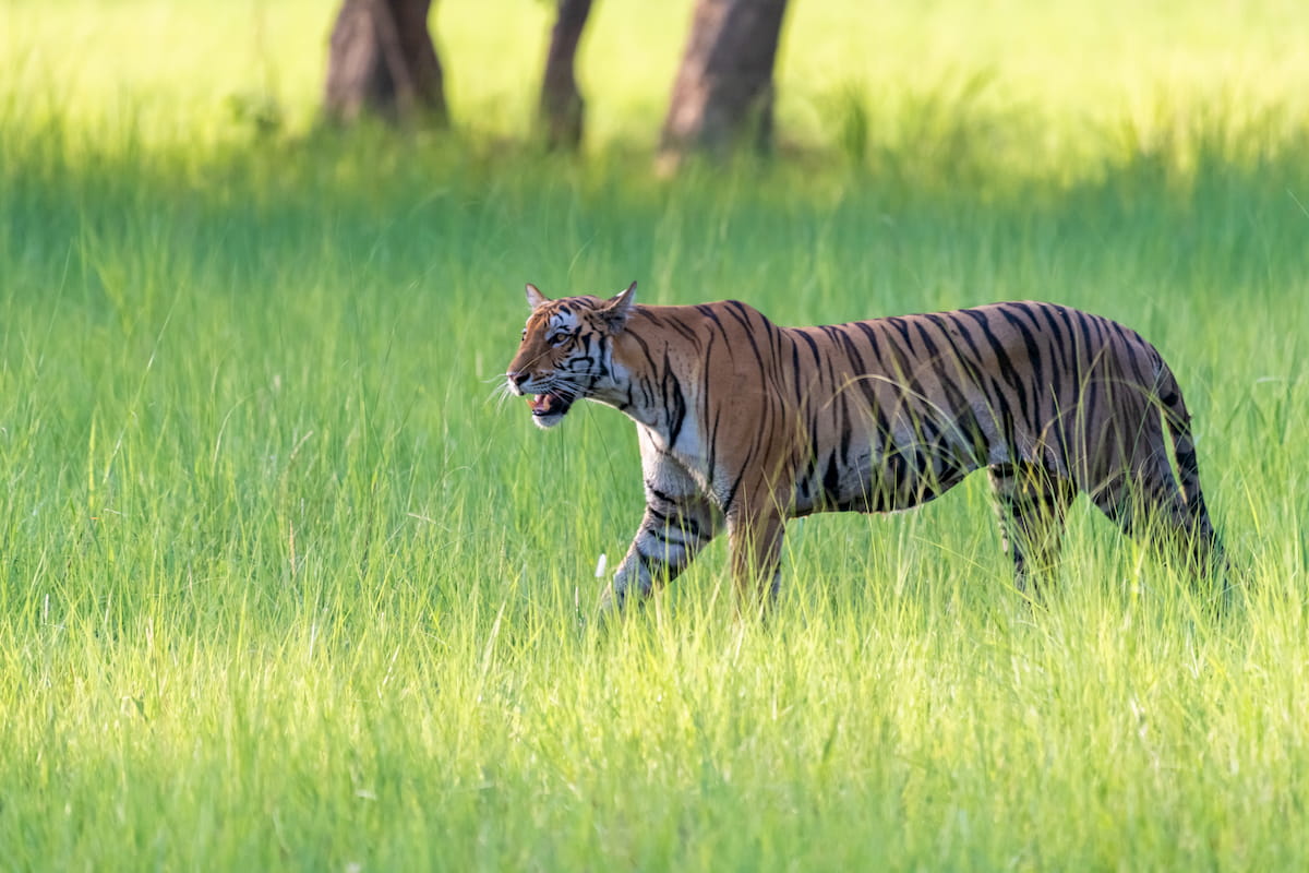 Tiger in Dudhwa National Park, Uttar Pradesh, India