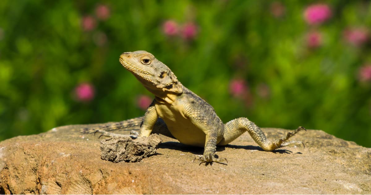 Fauna. Vashlovani National Park