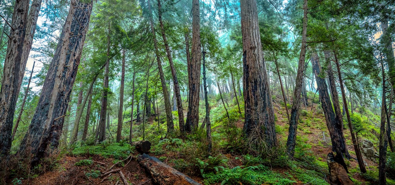 Stone Ridge Trail. Ventana Wilderness