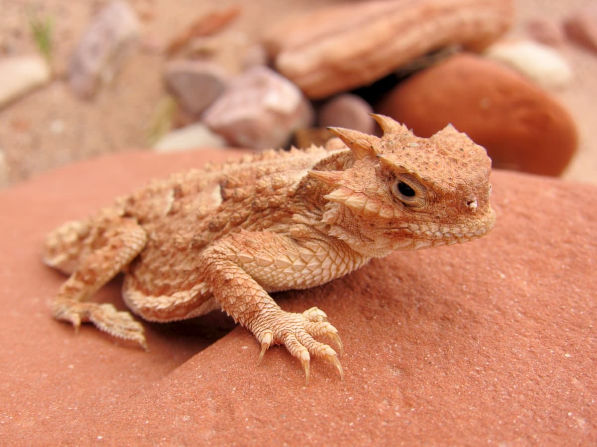 Desert horned lizard, Vermilion Cliffs, Grand Staircase-Escalante National Monument