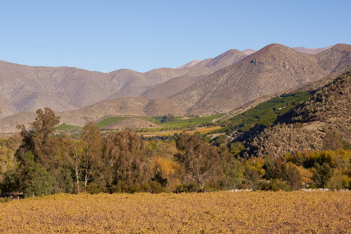 Vineyards in the Limari Valley in Central Chile, Ovalle, Chile