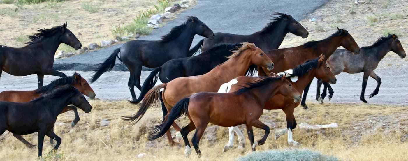 Wild horses. Virginia Range