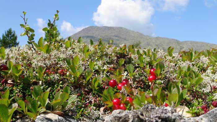 Flora & Fauna. Vishersky State Nature Reserve