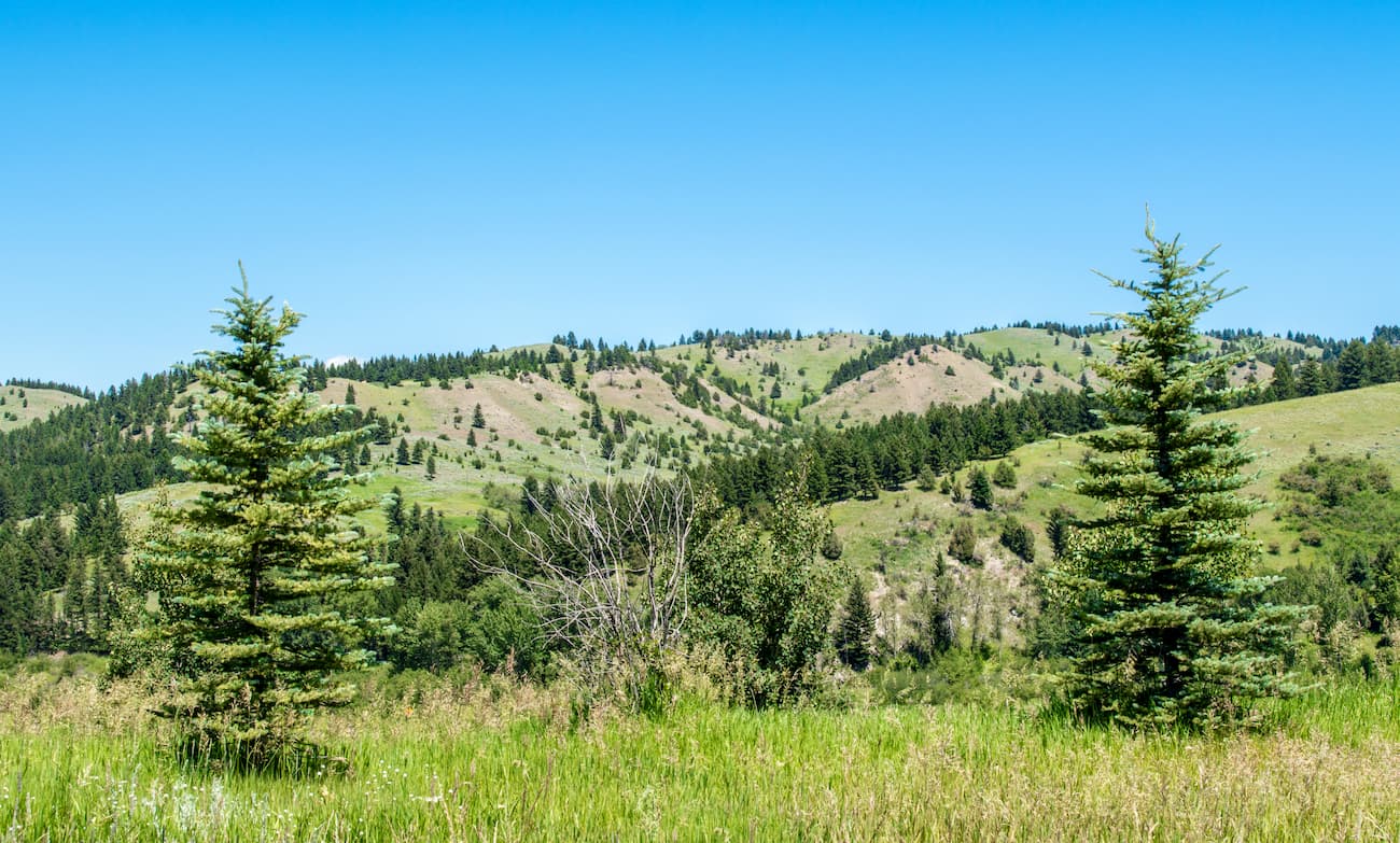 Lodgepole pine, West-Pioneer-Mountains