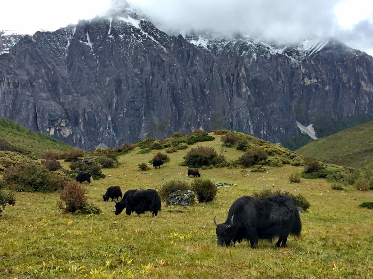 Baiyun Pasture, Yading Nature Reserve, China