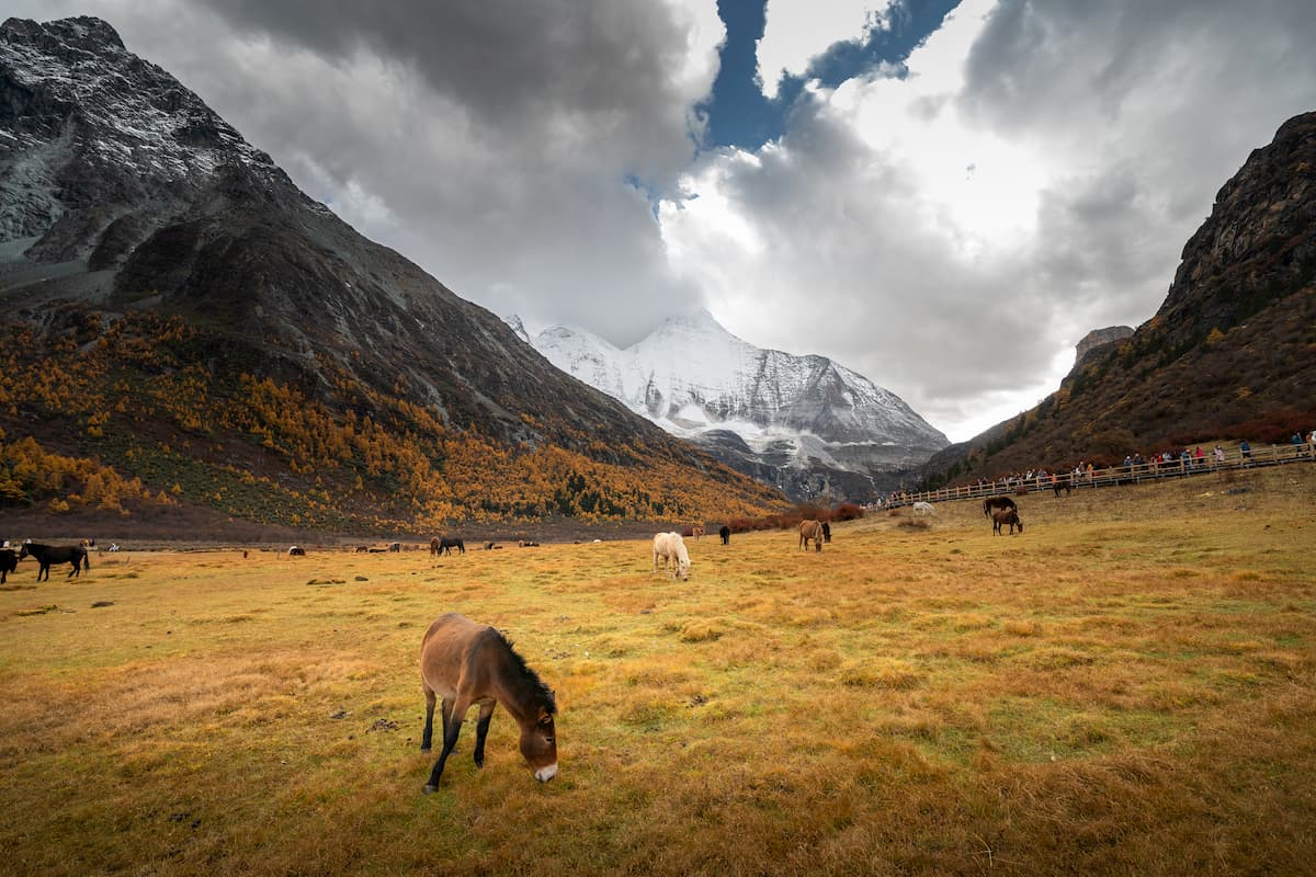 Luorong Pasture, Yading Nature Reserve, China