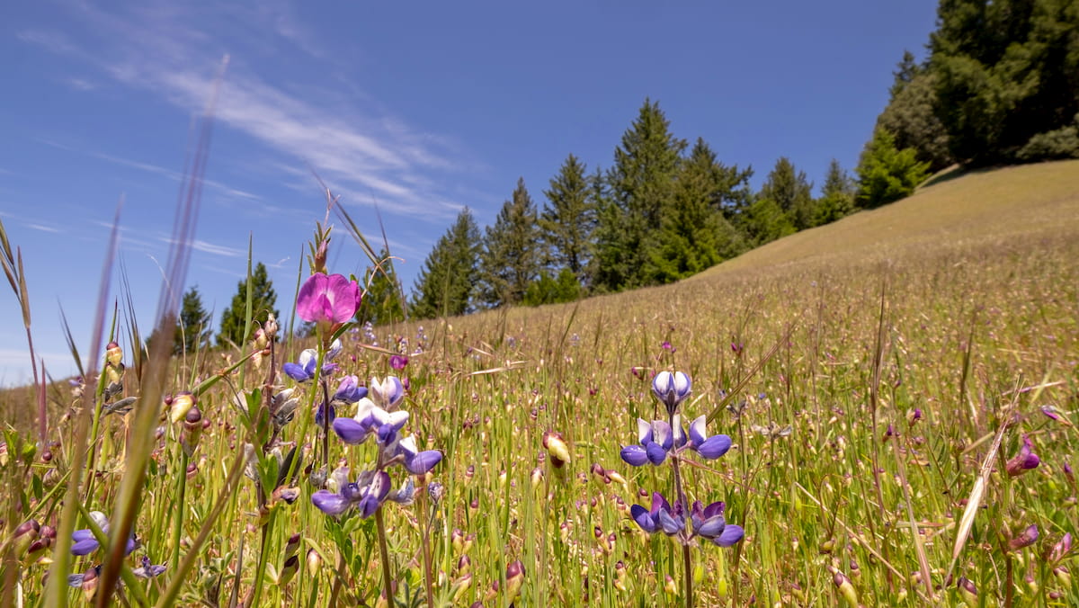 Hills of northern california roads of Humboldt