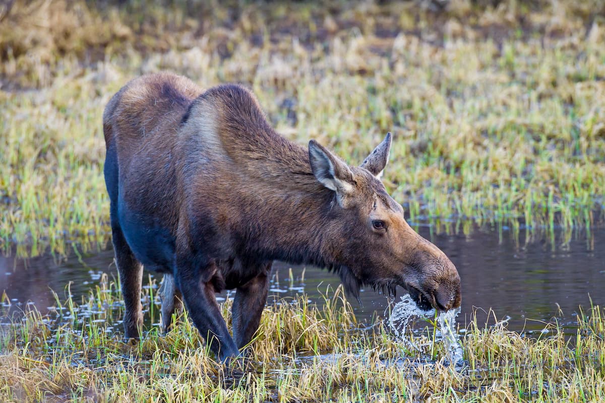 Cow moose Alces alces eating aquatic vegetation at Lewes Marsh, Yukon Intermountain Ranges, Canada