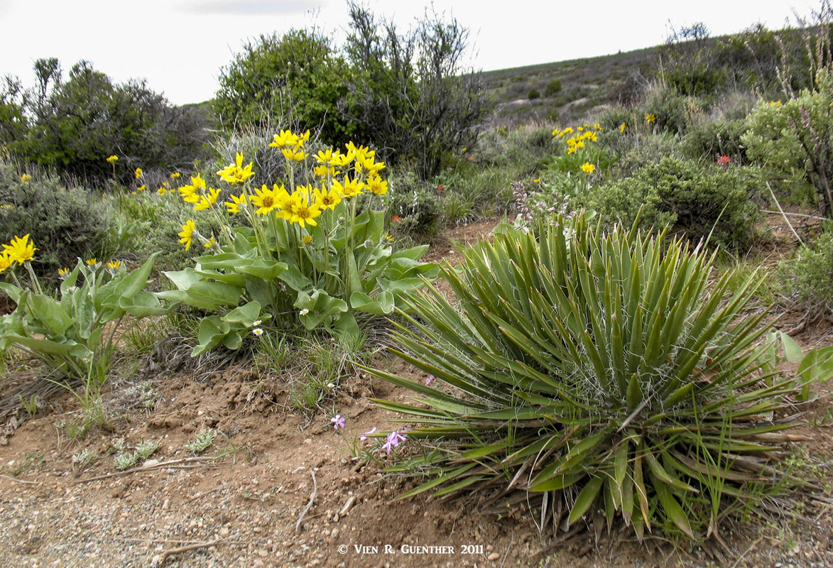 Flora of Black Canyon