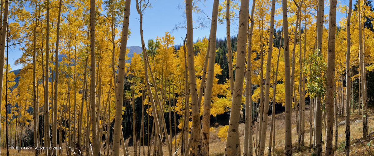 Eaglesmere Lakes Trail