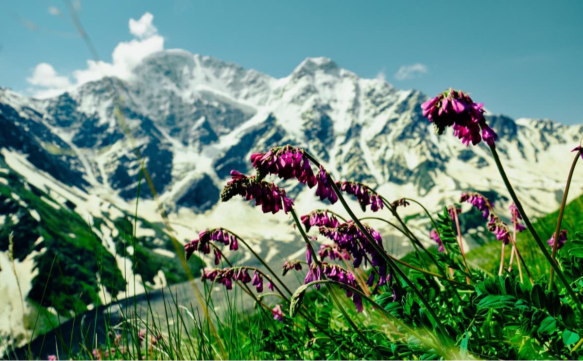 Alpine meadows. Elbrus. North caucasus. 