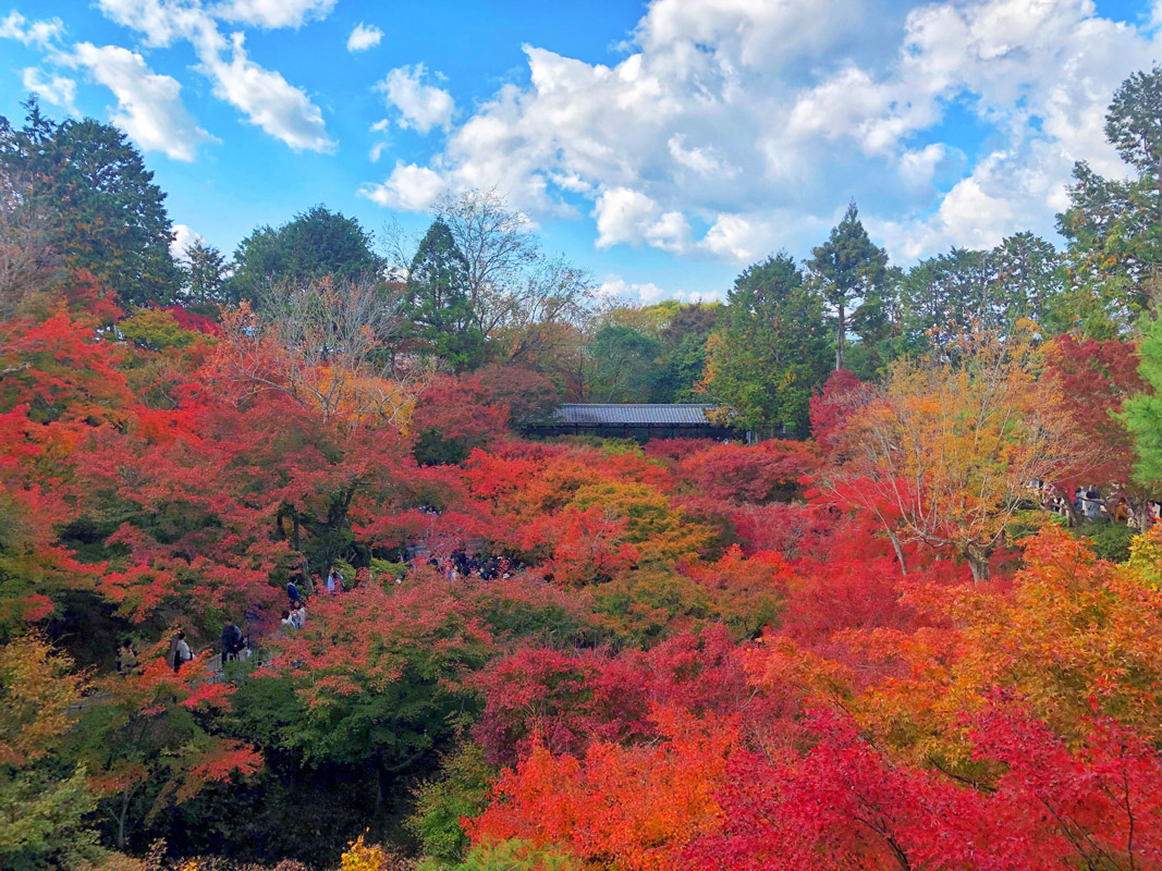Haguro Amaguchi trail