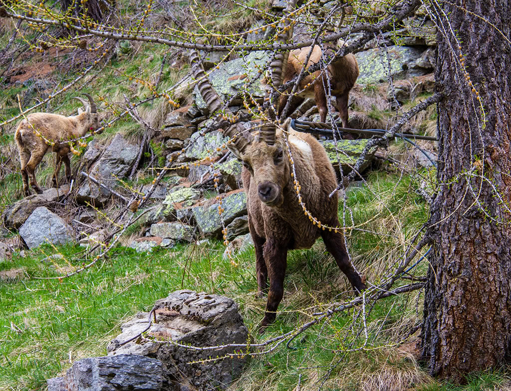Ibex in its natural habitat