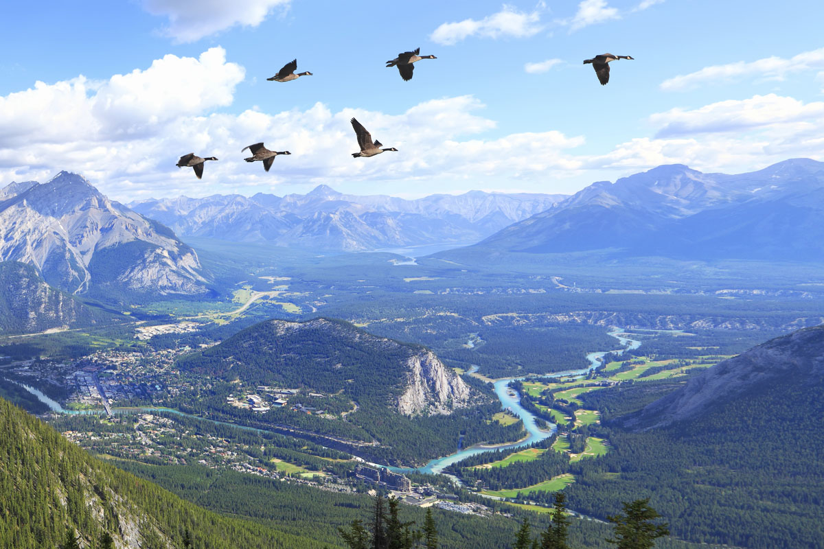 Flying canada. Полет гусей над Гималаями. Park Bird view.