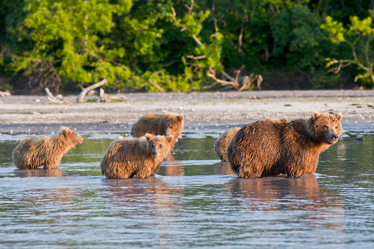 Mother Bear with cubs