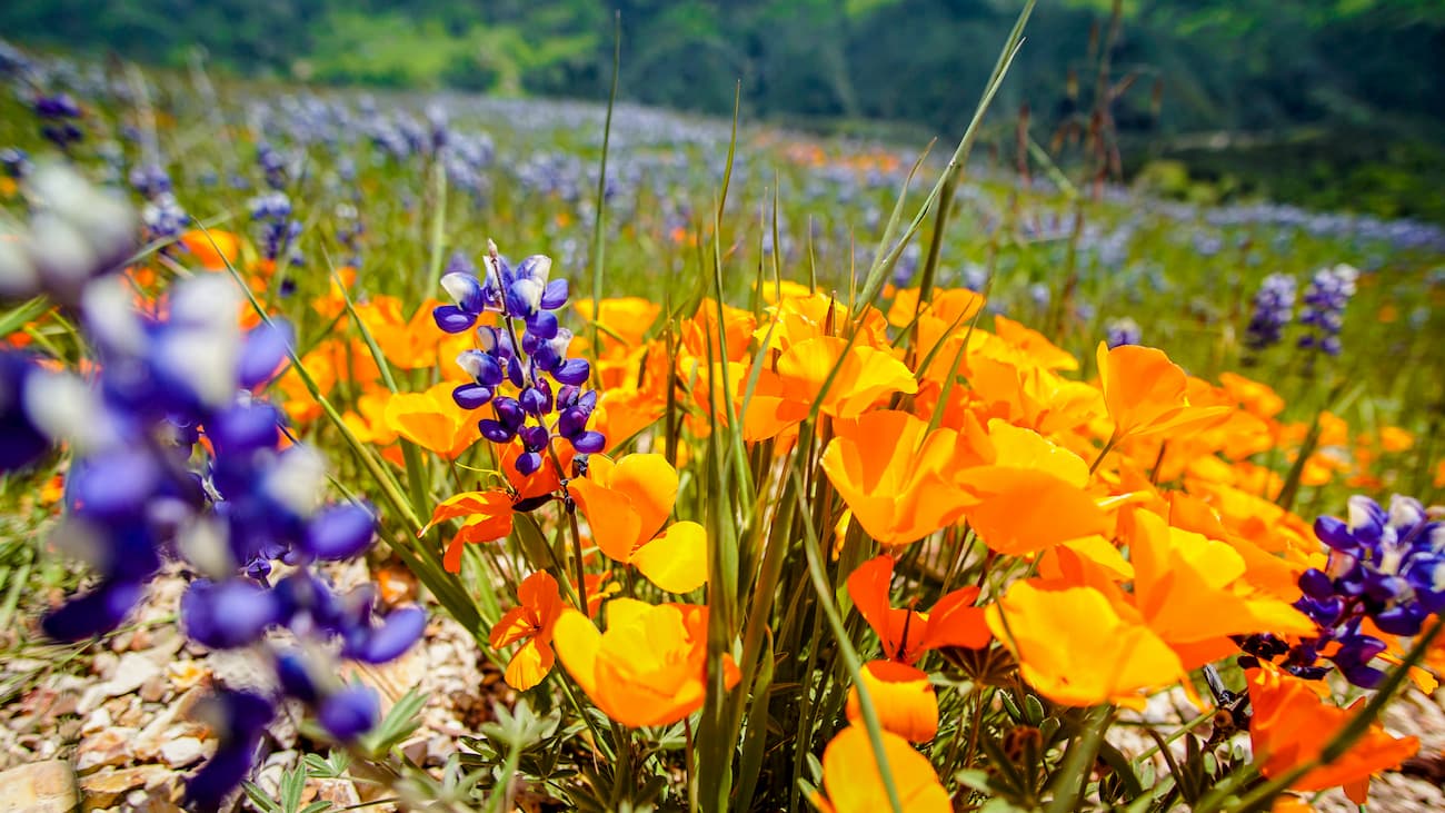 Los Padres National Forest