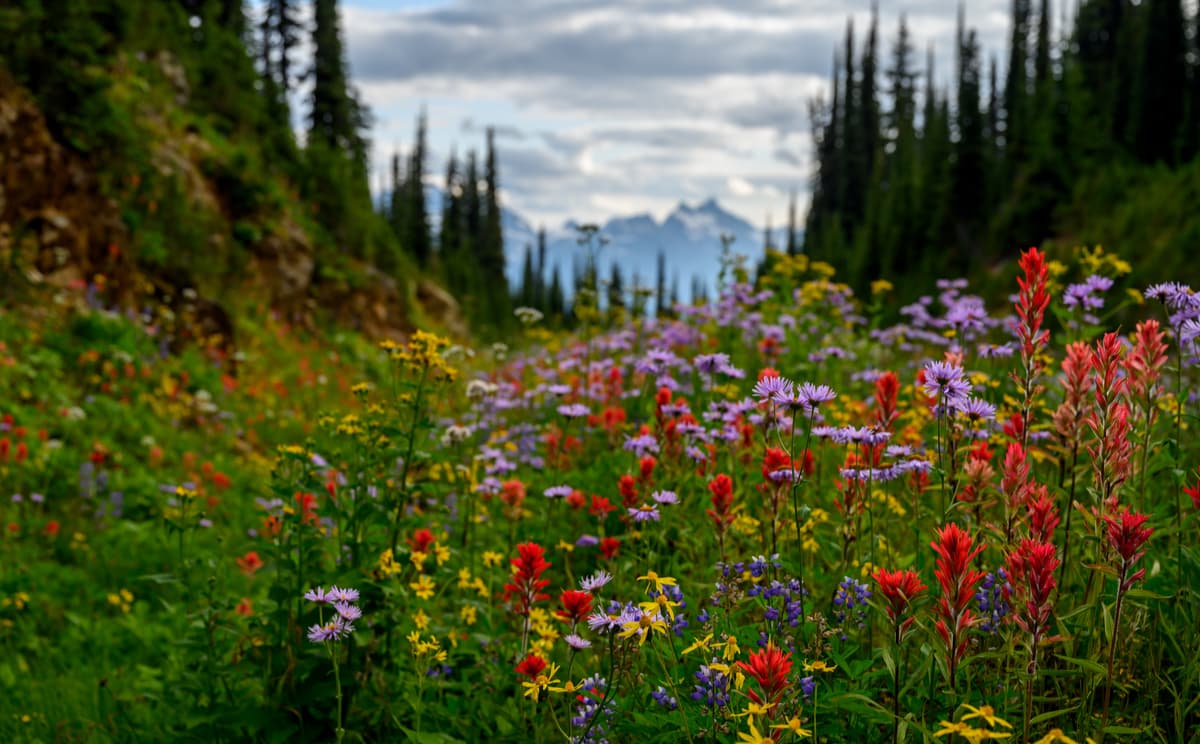 Mount Revelstoke & Meadows in the Sky Parkway
