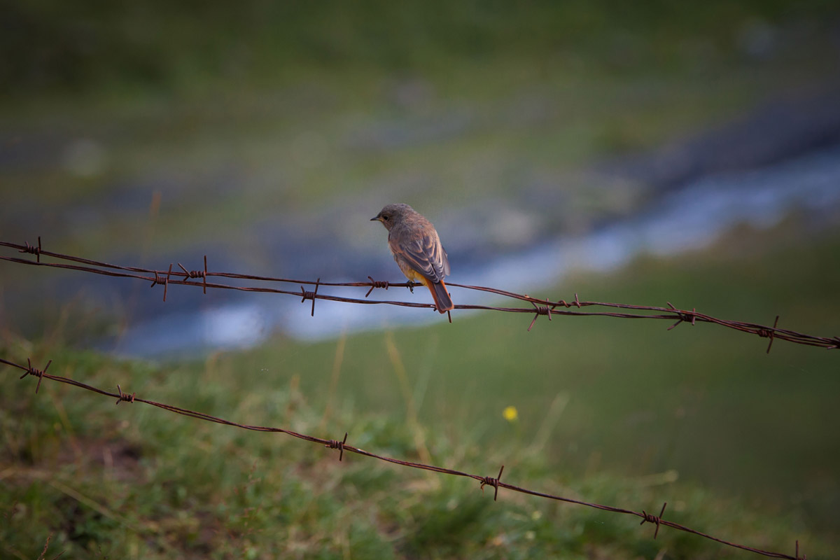 Tusheti bird