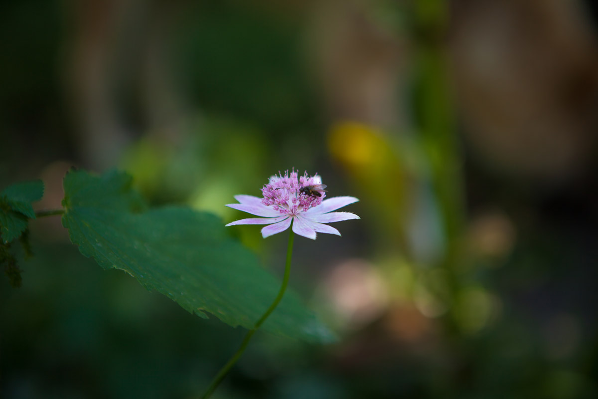 Tusheti flower