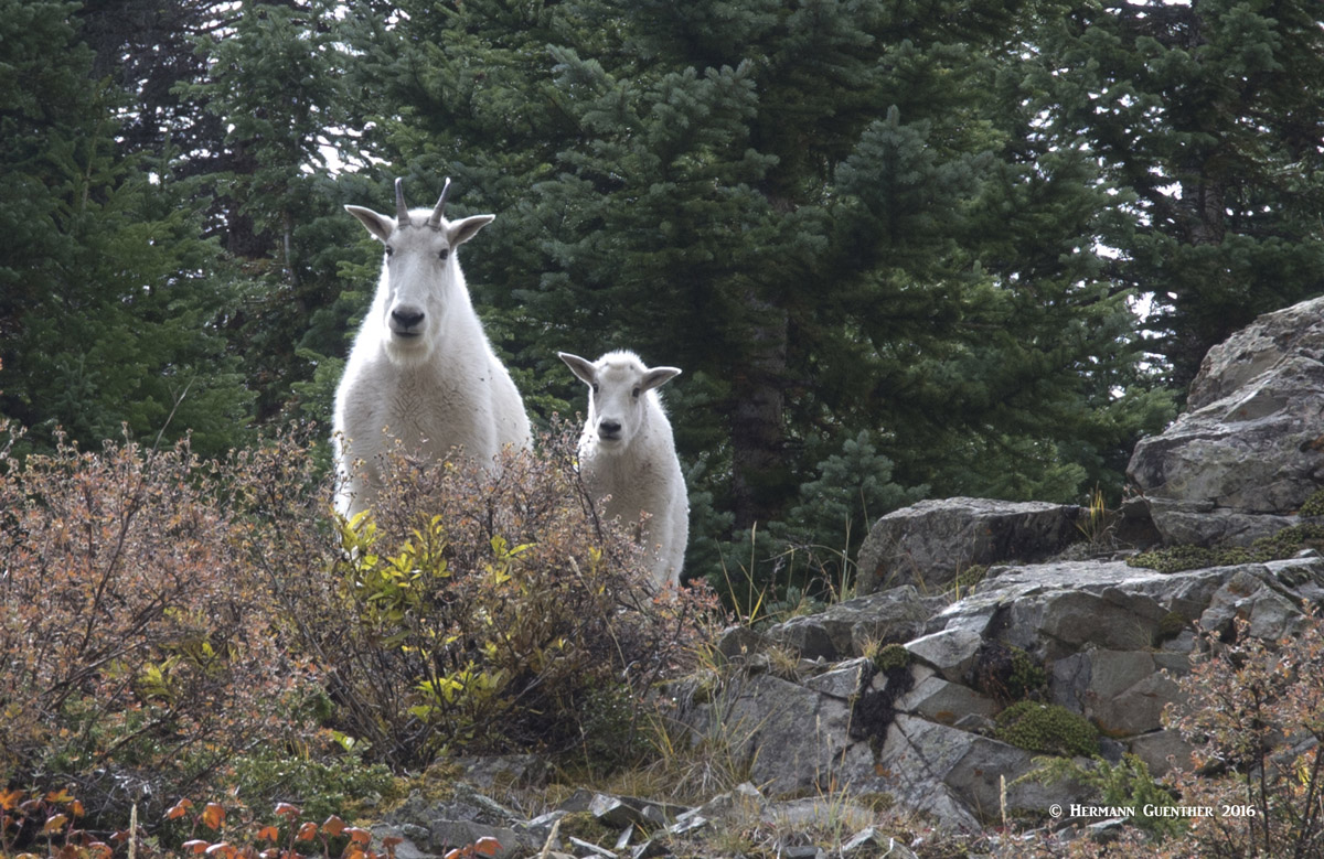 Mountain Goats