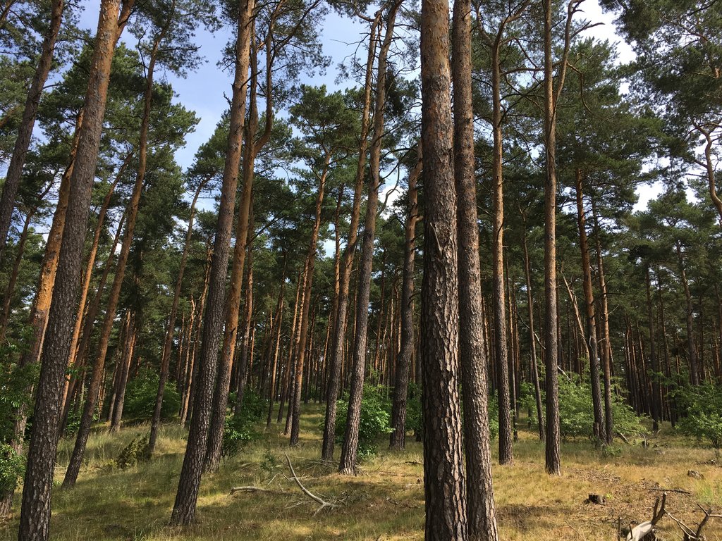 Landkreis Teltow-Fläming Mountains