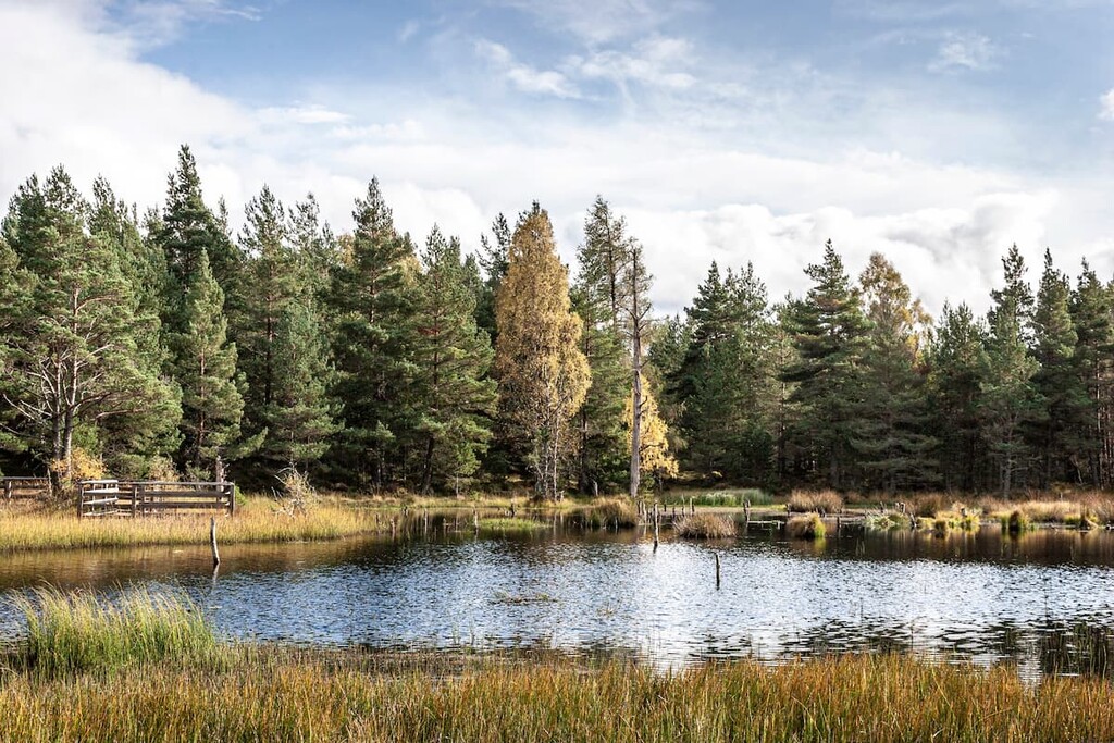 Abernethy Forest, Abernethy National Nature Reserve, Scotland